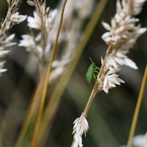 Complete Guide To Starting With Macro Photography with Becky Danese